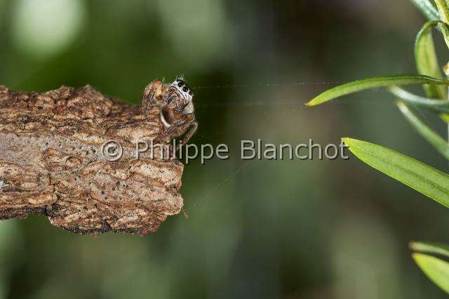 Salticidae_0127.JPG - France, Araneae, Salticidae, Araignée sauteuse ou Saltique (Evarcha falcata), femelle, Jumping spider